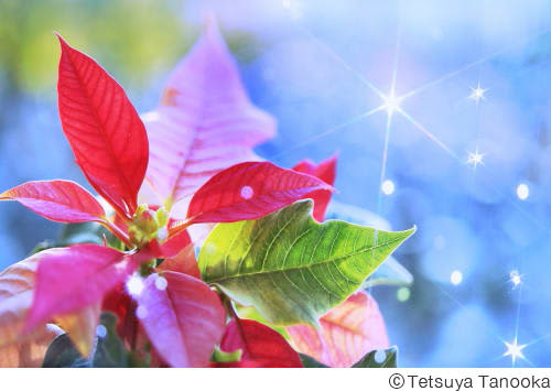 光をまとった花が癒やしのメッセージを伝える 田ノ岡哲哉写真展「華宇宙 – 光 Flower v…