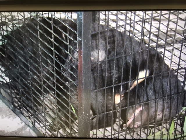 A man in his 20s who was fishing told the police that he saw two bears. Could it be a mother and her cub? Kesennuma City, Miyagi Prefecture