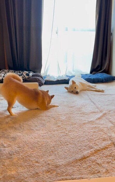 同居犬に「遊ぼう！」のお誘いダンスをする柴犬→”お尻フリフリ”がかわいい！