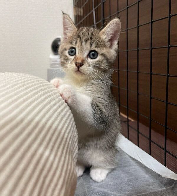 飼い主の膝にちょこんと前足を置いて「のっていい？」とアピールする保護子猫　愛くるしい姿…