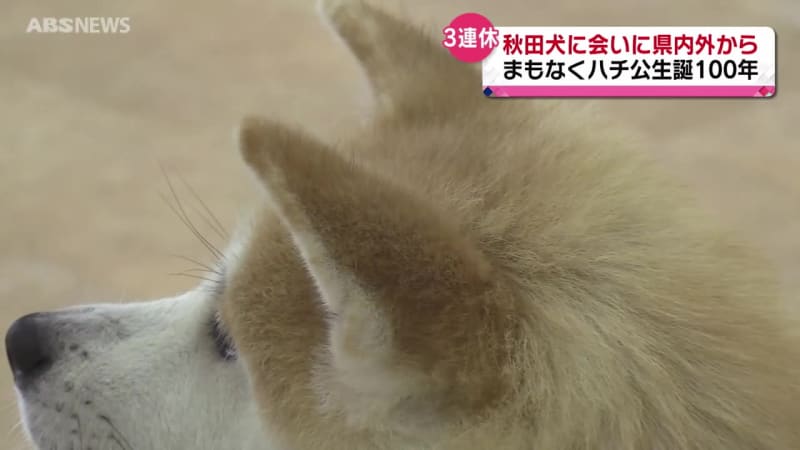 秋田犬を目当てに多くの観光客