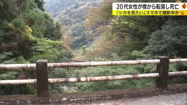 「シカを見たい」スマホで撮影中か…橋から転落の20代女性死亡　静岡・東伊豆町