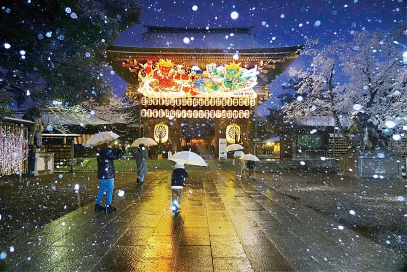寒川神社で菊花展・写真展 11月8日から順次開催　寒川町