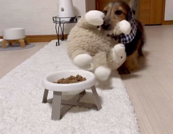 ごはんの時間にぬいぐるみを持ってくる犬、一体なぜ？　行動の理由を獣医師に聞いた！