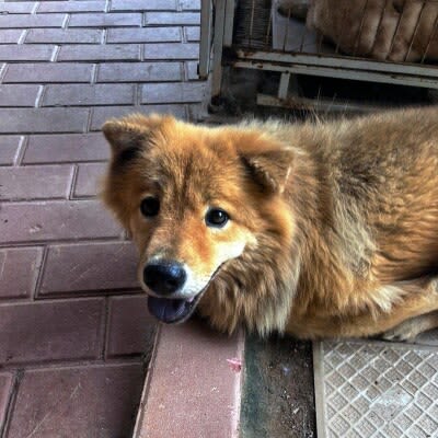 中国でペットの遺棄が増加、野良犬が人をかむ事件も問題に―中国メディア