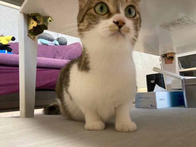 A kitten shivering in a covered parking lot was raised by a native cat and named by his family, ``I hope happiness will come to you from now on.''