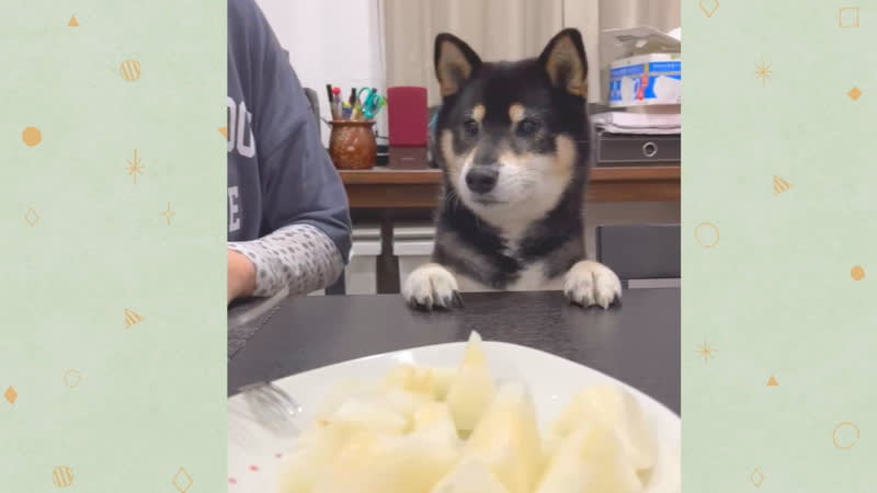 「一つください♪」机にピョコっと顔を出しておねだり！あざと可愛い食いしん坊わんこ【犬の日投稿企画】