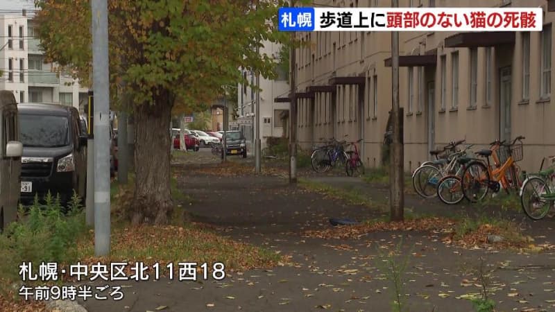 歩道に頭部がない猫の死骸…事故ではなく故意に切断後、放置の可能性　札幌市・JR桑園駅近くの住宅…