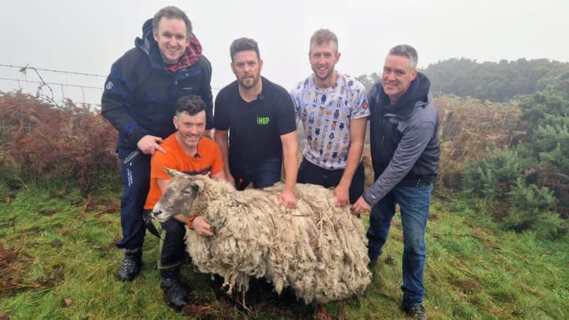 'Britain's loneliest sheep' rescued from cliff; animal rights group says it will be used as a spectacle