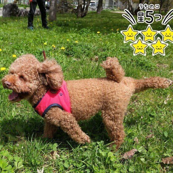 「ウンチの後、力いっぱい蹴り散らす」のはなぜ？犬のオシッコやウンチに関する不思議な行動…