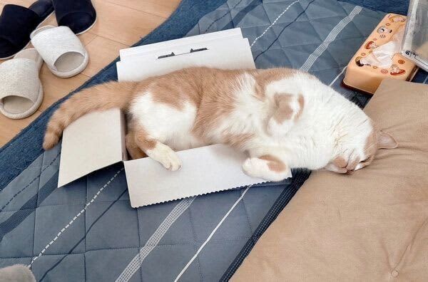 「箱があったらとりあえず入ってみる」猫に、小さな箱を用意したらどうなる？　[溢れ出る姿…