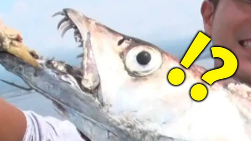 A fish that lives in Tokyo Bay and has fangs that have outstanding fighting power like monsters from the other sex world.