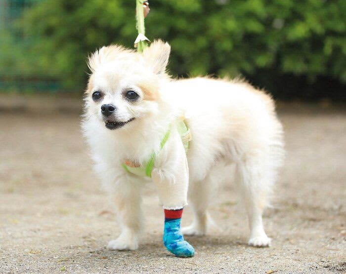 「膝蓋骨脱臼、肥満細胞腫、膿皮症…」愛犬が次々と病気に
