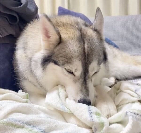 おネムなハスキーが見せた「ちゅぱちゅぱ」「ふみふみ」　まるで赤ちゃんのような行動に癒さ…