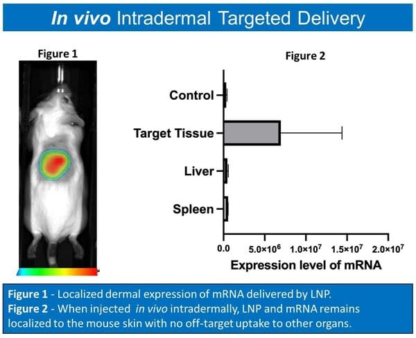 Turn Biotechnologies uses proprietary LNPs to deliver mRNA without dispersion to other organs...