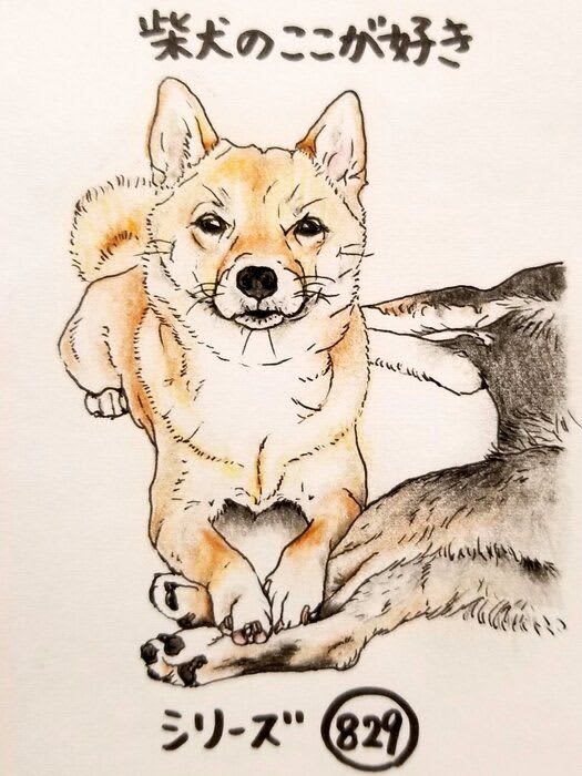 柴犬あるある、寒い日の暖の取りかたが可愛いとこ｜連載「ここ掘れここ柴」vol.230