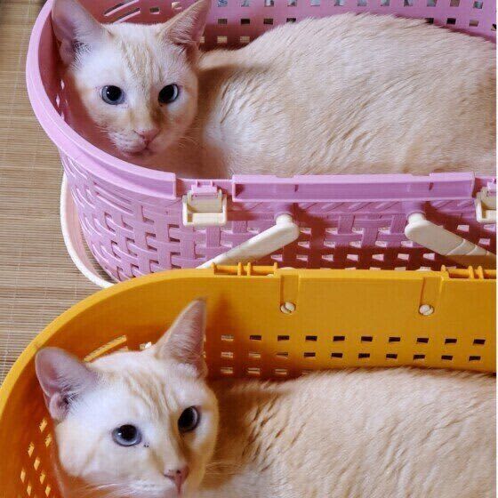猫を動物病院に連れて行くときに飼い主がする工夫、猫にとってどうなの？　獣医師に聞いた