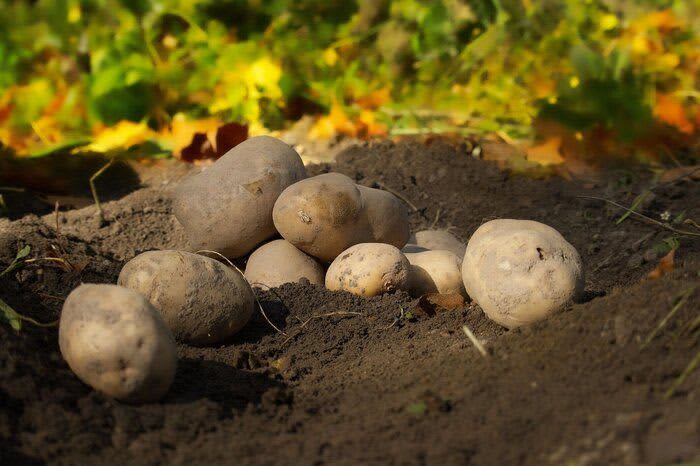 ``Tokachi Kindergarten Panessu'' 4-year-old class's potato digging yield is ``on par with a professional'' and ``envious...''