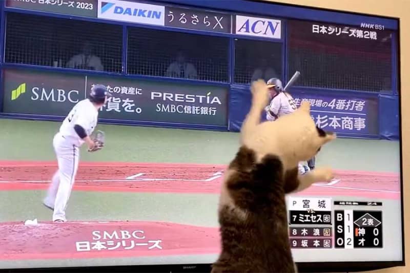 A former rescue cat is obsessed with baseball, chasing the ball and touching it one after another during the Japan Series! 3 people are paying attention: “You can become a pro!”