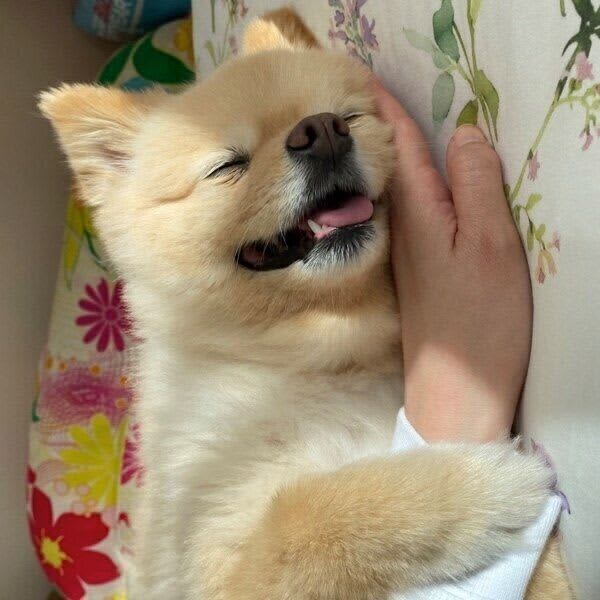 体調不良で寝ていた飼い主を心配する犬　「腕をギュッと掴む姿」にほっこり