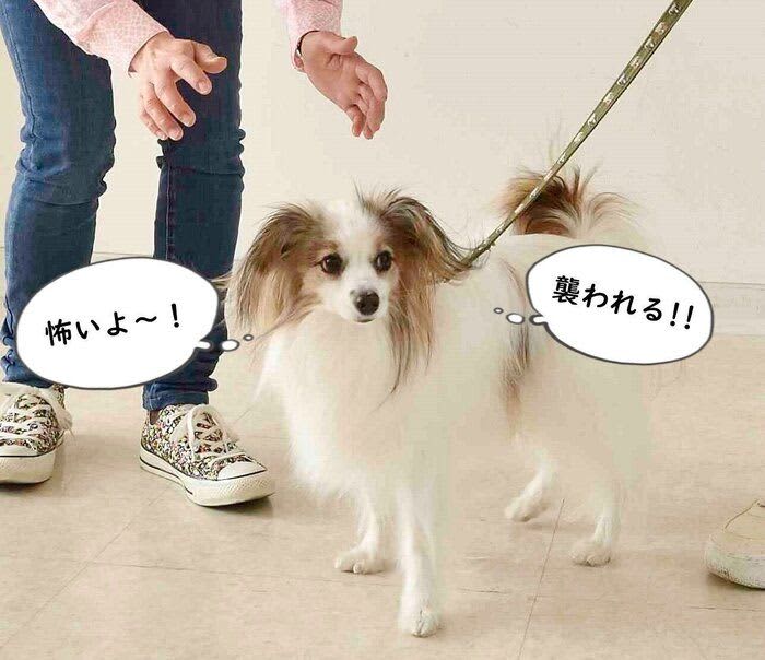 Why are we "afraid of other people" and "dislike going to veterinary hospitals"?A professional explains from a dog's perspective!