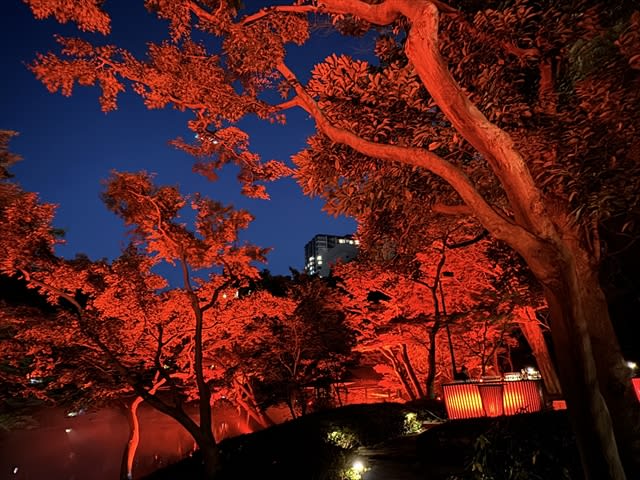Enjoy autumn in a Japanese garden dyed in red!"TOKYO RED GARDEN AUTUMN F...