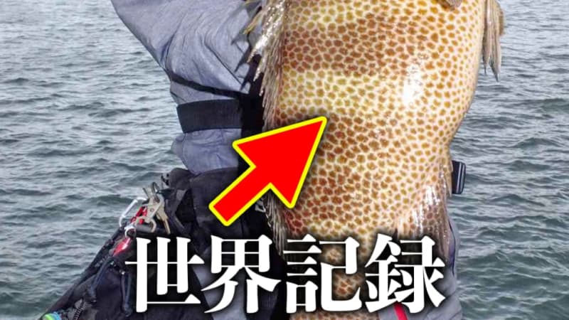 [Why...] World record giant fish caught!However, the anglers were disappointed by the unexpected development.