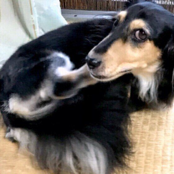 犬が顔をかく理由は？体や心の違和感が原因になることも