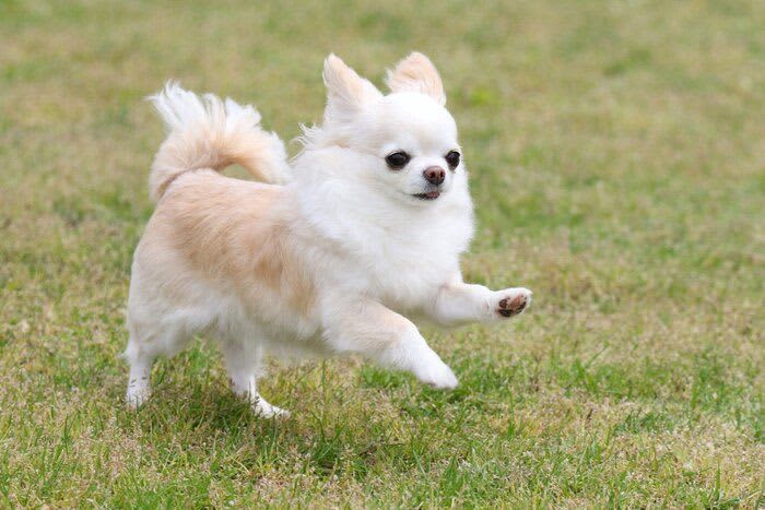「パテラ」ってどんな病気？　原因やなりやすい犬種を解説！
