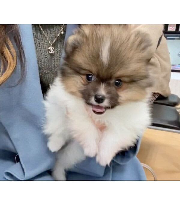 先代犬が亡くなった日に生まれた子犬に「運命を感じた」　家族になってもうすぐ3年の成長ビ…