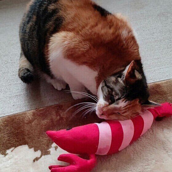 結構強めな猫の「頭突き」　猫なりのコミュニケーションだった　獣医師が解説