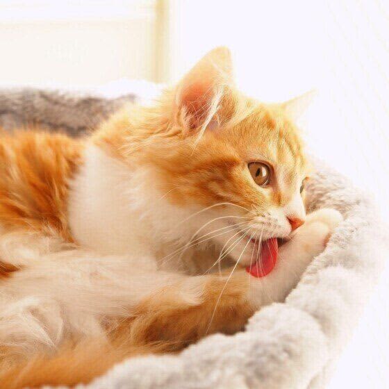 猫たちそれぞれの幸せのために　猫の複数飼いで飼い主が心がけるべきことは
