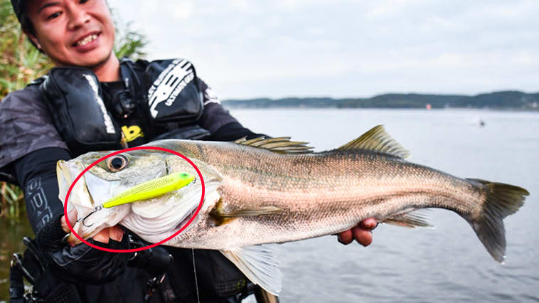 What is the “strongest anti-boil” sea bass lure for brackish water lakes? “Giant Dog XS” highly recommended by the masters of Hinuma…