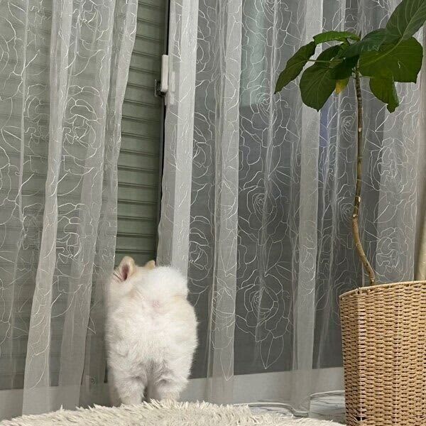 修学旅行に行ったお姉ちゃんを待ち続ける犬　「帰宅した瞬間の喜びっぷり」が可愛すぎる
