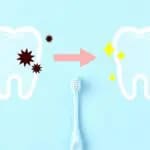 Tohoku University discovers that catechin and fluoride have a synergistic effect in preventing cavities