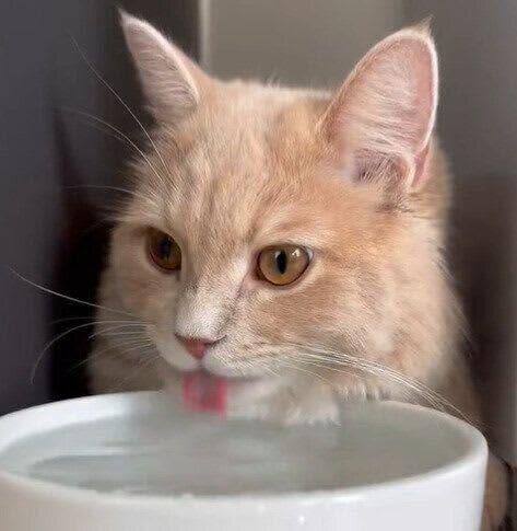 「じゃぶじゃぶ浸かってる」長毛種の自覚がない猫、あごの下をガッツリ濡らしながら水を飲む…