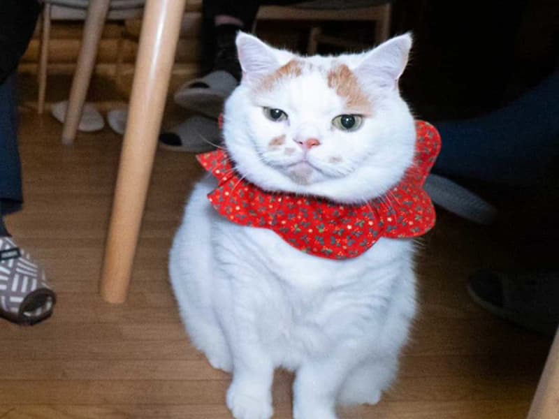 A dressed-up cat and father: ``LOL'' at the XNUMX comedy-like photos: ``Treat me like a father.''