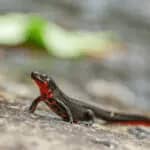 Nagoya University and others discover the key to newts' ability to regenerate tendons by comparing them with mice