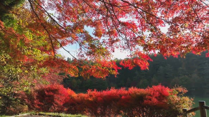 南伊奈ヶ湖の見頃を迎えた紅葉をドローンで撮影　山梨・南アルプス市