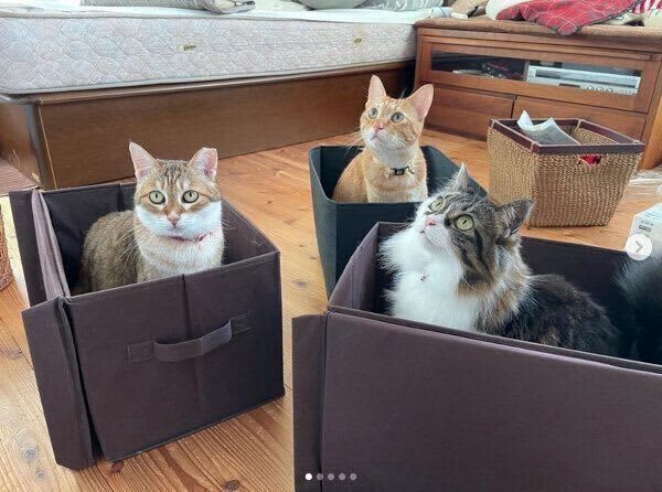 片づけ中に収納ボックスの中に入ってしまう猫　「邪魔可愛い」行動の心理を獣医師に聞いた
