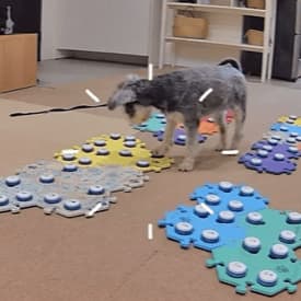「あし」「痛い」音声ボタンで会話する犬　体の不調を訴えてくれたことで病気に気づけたことも