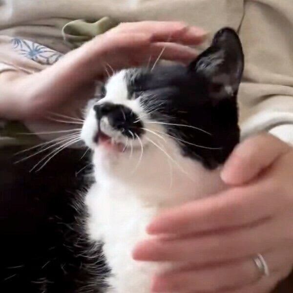 飼い主さんに顔を「にぎにぎ」と包んでもらってマッサージを堪能する猫　なぜ「にぎにぎ」が…