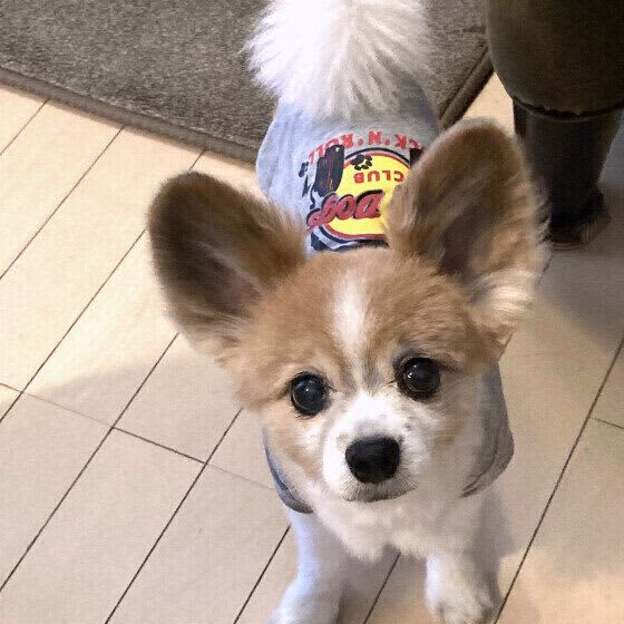 「大好きな飼い主さんを取られちゃう」と犬がヤキモチをやく？ 犬の嫉妬でみられる行動とは