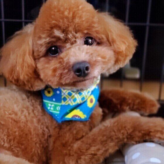 なぜ冬に多くなる？ 寒い季節に犬がおしっこの病気にかかりやすい理由