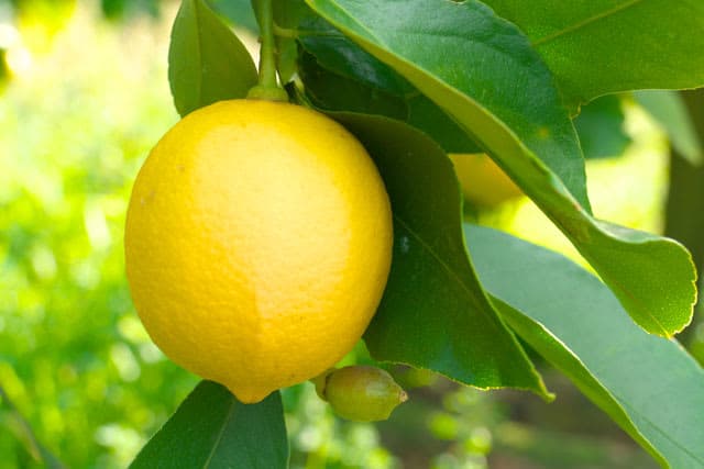 A new boom is here!? An easy way to incorporate lemon, which is good for beauty and health.