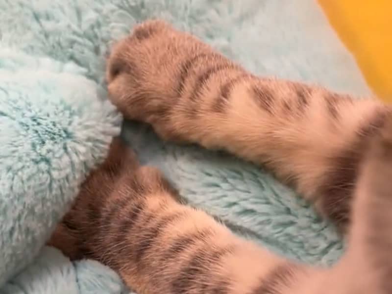 「一生見ていられる」　１５秒の猫動画に癒される人が続出したワケ