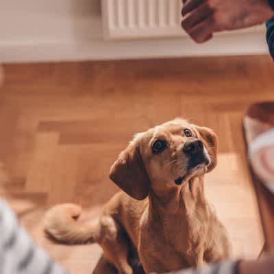 4 ``gentle behaviors'' that make your dog unhappy In fact, it's not good to be too pampering when it comes to owner behavior that is actually unacceptable