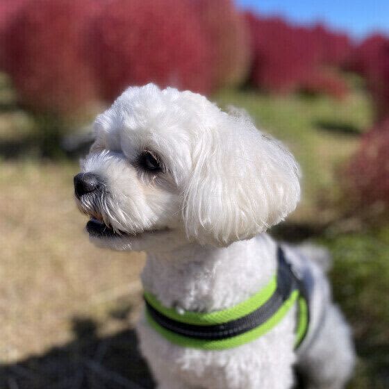 おなかが鳴る、歯ぎしり、ヒート　注意が必要な犬の生理現象とは？