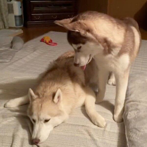かまってほしい弟犬とゆっくりしたい姉犬　「ハスキー姉弟の静かなる攻防」にクスッとくる