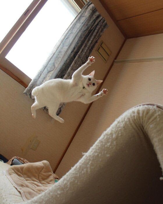 体操選手みたいだけどどこかシュール　猫のジャンプの瞬間の激写が話題
